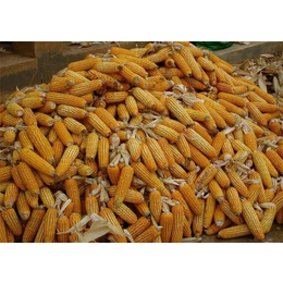 现金求购玉米-汉中求购玉米-汉光现代农业有限公司