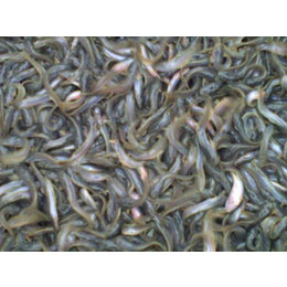 泥鳅苗养殖-金兴养殖场规模大-泥鳅