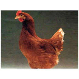 海兰褐采购/供应-海兰褐-华帅青年鸡生产厂家