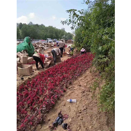 【合肥草花】_租摆草花图案_山东草花