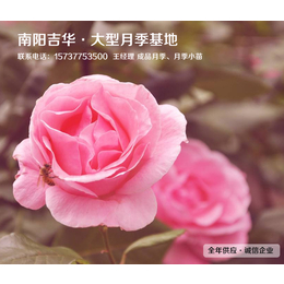 树状月季苗多少钱-吉华月季品种齐全(在线咨询)-贵州树状月季