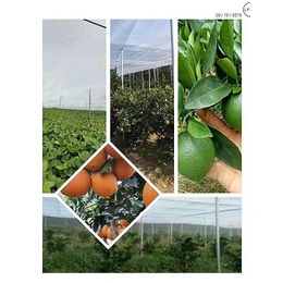 蔬菜大棚纱网农用防虫网脐橙种植防害虫隔离病毒传播途径