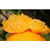 红美人柑橘-浩均家庭农场(在线咨询)-浔阳区红美人缩略图1