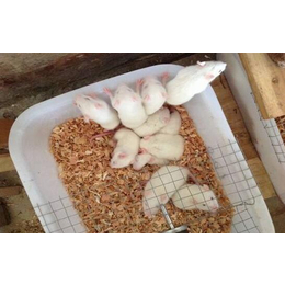小白鼠养殖成本-小白鼠养殖-武汉农科大公司