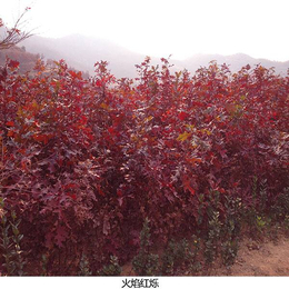 舜枫农林(多图)-火焰红栎10公分价格-火焰红栎