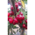 泰安泰丰源农场-新疆黑珍珠樱桃苗-黑珍珠樱桃苗大价格缩略图1