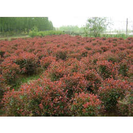 6公分红叶石楠批发价格-大地苗圃品种多样-红叶石楠