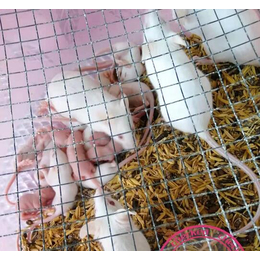 养殖小白鼠前景-监利小白鼠养殖-武汉农科大