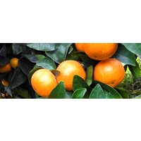 揭阳大棚柑橘苗价格多少钱一株
