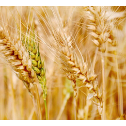 个人求购小麦-汉光现代农业(在线咨询)-定西求购小麦
