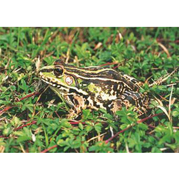 黑斑蛙-金兴养殖场规模大-济宁黑斑蛙养殖