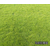 马尼拉草皮供应商-常德智明-山西马尼拉草皮缩略图1