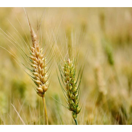 个人求购小麦-渭南求购小麦-枣阳市汉光现代农业