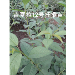 吉塞拉砧木苗-泰安泰丰源农场-吉塞拉砧木苗种植基地