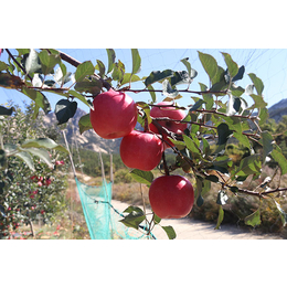 苹果新品种-现代果业-苹果新品种树苗