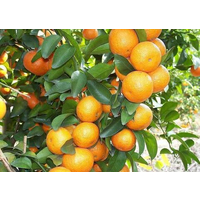 砂糖橘膨果期使用什么水溶肥，上色快，甜度高，产量高!