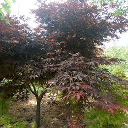 火焰红栎生长习性-火焰红栎-舜枫园林(查看)