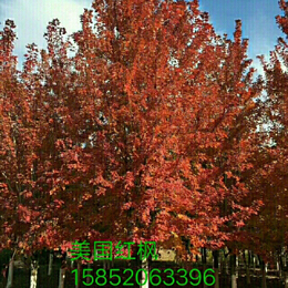 15公分美国红枫价格-泽予园林(在线咨询)-上海美国红枫价格