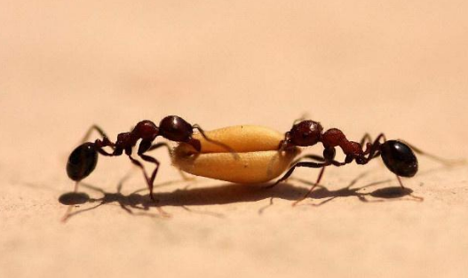 每当夏季到来的时候,蚂蚁聚集的数量真的是太多了,尤其是在厨房里面