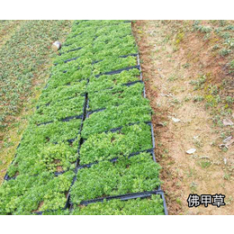 香港佛甲草屋顶绿化- 常德智明农业-佛甲草屋顶绿化基地*