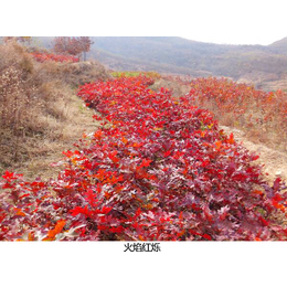 舜枫园林(多图)-火焰红栎形态特征-北京火焰红栎