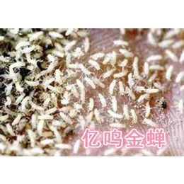 人工金蝉养殖技术培训-金蝉养殖技术培训-亿鸣金蝉品种纯