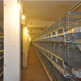 蛋鸡自动化养殖设备 层叠式鸡笼热镀锌养殖设备厂家