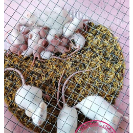 哪里有养殖小白鼠的-武汉农科大(在线咨询)-郴州小白鼠养殖