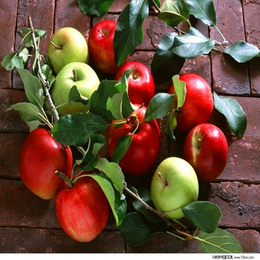 苹果果胶 增稠剂 食品级 悬乳剂缩略图