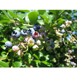 鞍山绿宝石蓝莓苗-泰安柏源农业(图)-绿宝石蓝莓苗价格