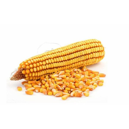 九江求购玉米-汉光现代农业有限公司-长年求购玉米