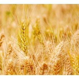 伊宁收购小麦-收购小麦价格-汉光现代农业(推荐商家)