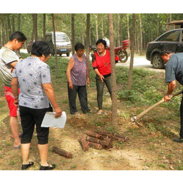 人工金蝉的养殖基地-临沂金蝉的养殖基地-亿鸣金蝉成活率高