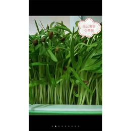 上海芽苗菜种植培训-芽苗菜种植培训公司-小井食品(推荐商家)