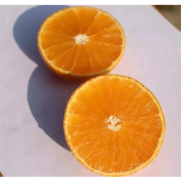 抚州果冻橙-润昌果业-果冻橙哪里的好