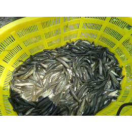 黑鱼苗价格山东黑鱼苗提供养殖技术*送货成品回收