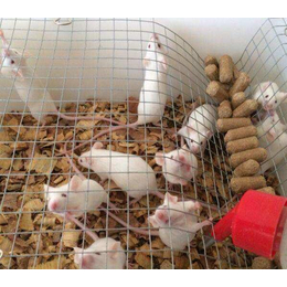 小白鼠养殖成本-小白鼠养殖-武汉农科大高科技公司(查看)