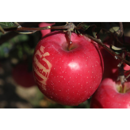 苹果新品种大全-现代果业品种优势-苹果新品种