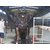 鼎泰铜雕厂家-郑州铜狮子-黄铜2米铜狮子缩略图1