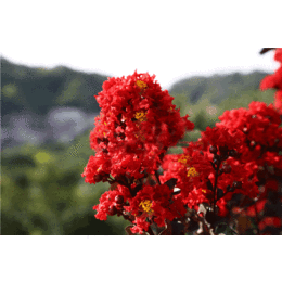 江西紫叶紫薇苗_新品种紫薇树苗批发 紫叶紫薇小苗树介绍