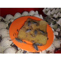 盘锦人工养殖蝎子-军辉养殖-人工养殖蝎子场