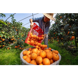 润昌果业(图)-果冻橙几年挂果-渝水区果冻橙
