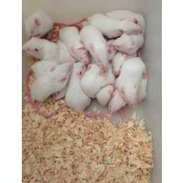小白鼠养殖-武汉农科大高科技公司-小白鼠养殖成本