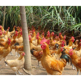 土鸡养殖价格-吕梁土鸡养殖-泉儿沟养殖场