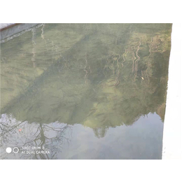 溪水石斑鱼多少钱-鼎鸿生态农业(在线咨询)-溪水石斑鱼