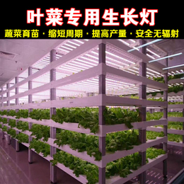 雏鹰植物补光灯(图)-黄瓜激光补光灯-辽宁黄瓜补光灯