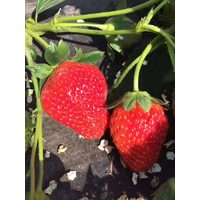 水溶肥厂家|草莓水溶肥选择哪种能提高草莓产量！