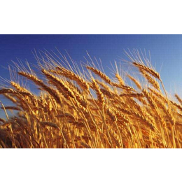 长年求购小麦-鞍山求购小麦-汉光农业有限公司(查看)