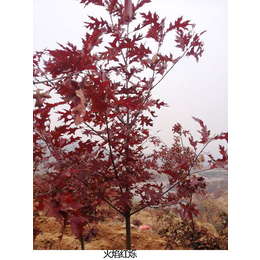 日照舜枫-红栎小苗-红栎小苗栽种
