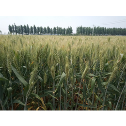 高产麦种高产小麦种子山科麦2000